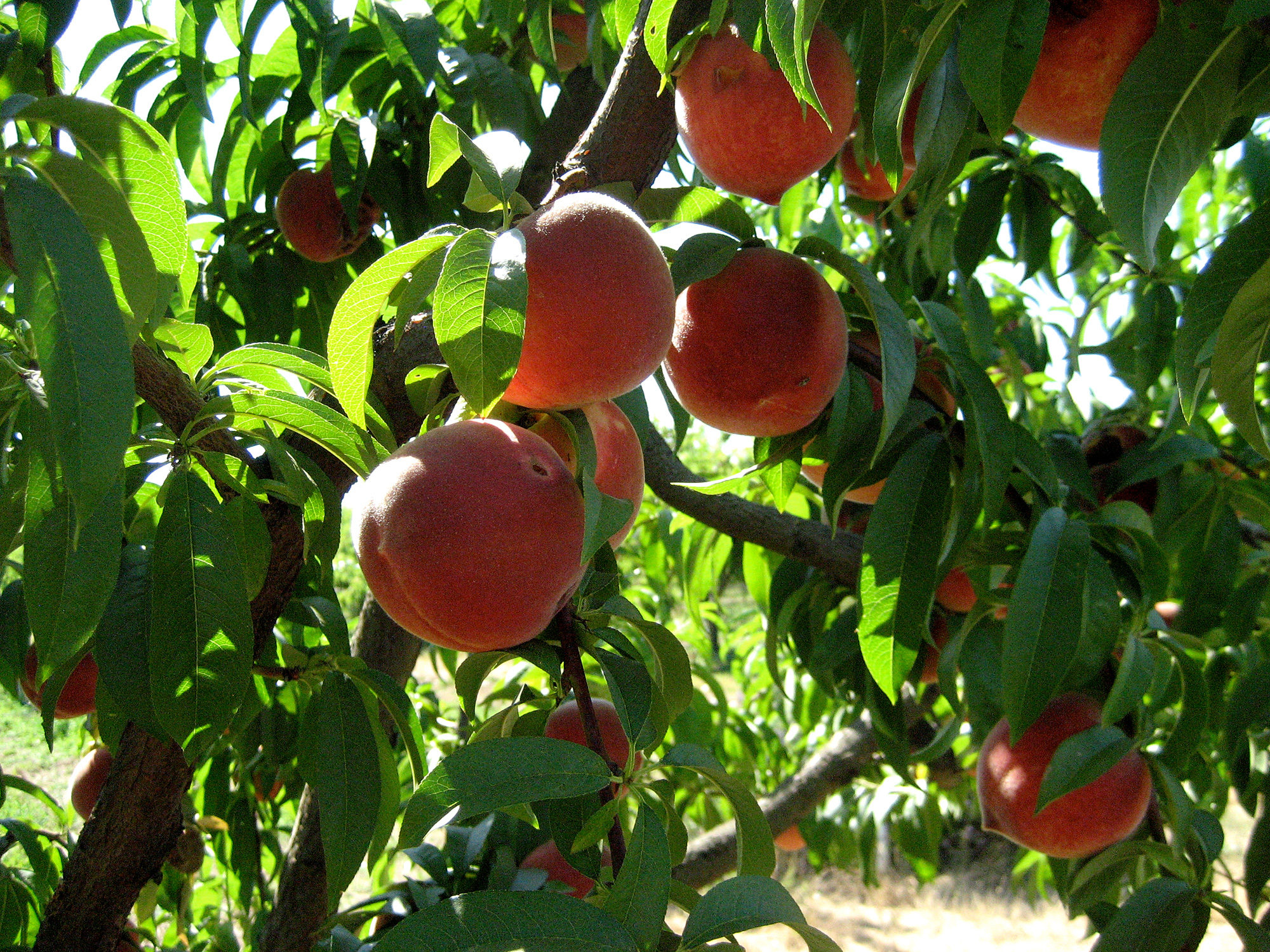 Backyard Orchard Culture Berkeley Horticultural Nursery Berkeley