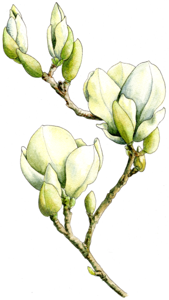 magnolia watercolor by Helen Krayenhoff