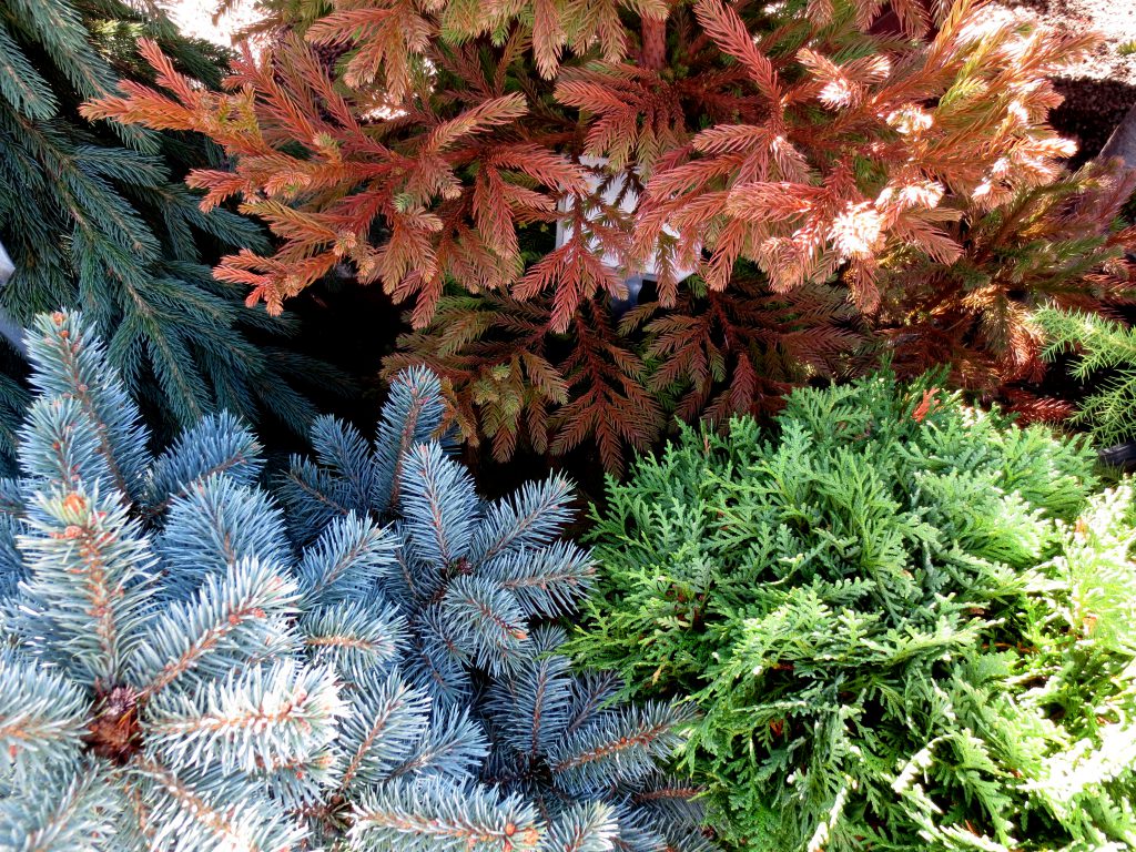 dwarf-conifers-conifers - Berkeley Horticultural Nursery Berkeley ...