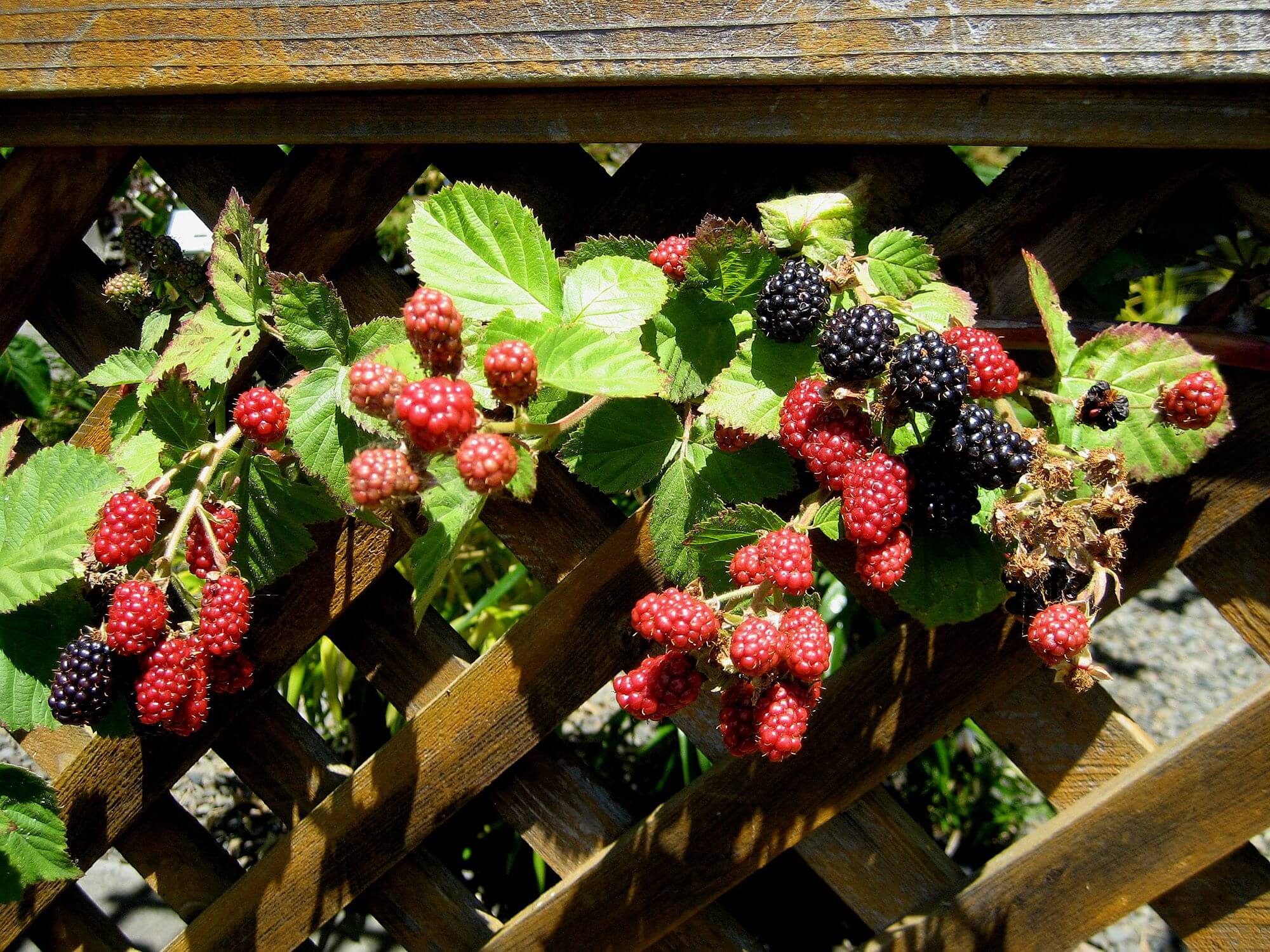 blackberries - Photo by Helen Krayenhoff