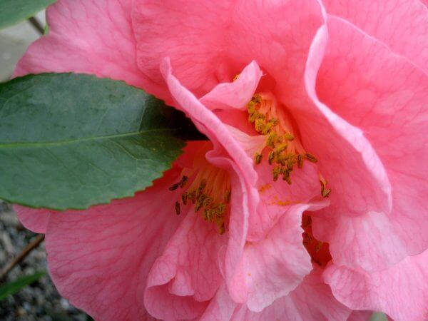 camellia - Photo by Helen Krayenhoff