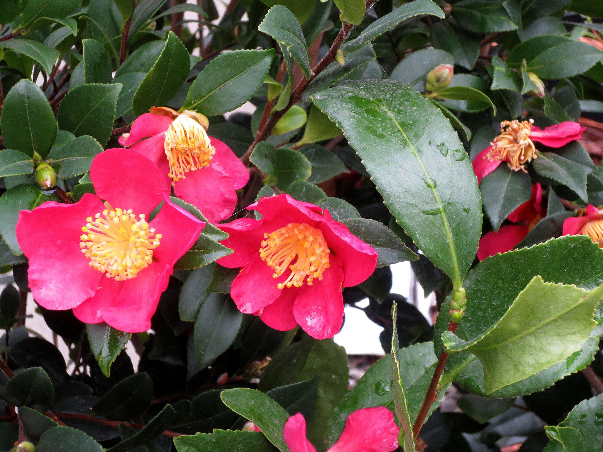 camellia-sasanqua-camellias - Berkeley Horticultural Nursery Berkeley ...