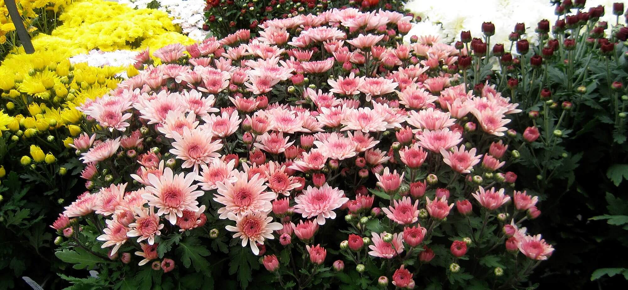 Chrysanthemums Berkeley Horticultural Nursery Berkeley Horticultural