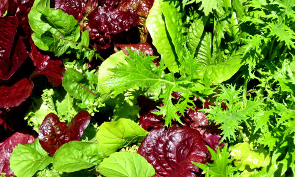 Lettuce - Photo by Helen Krayenhoff