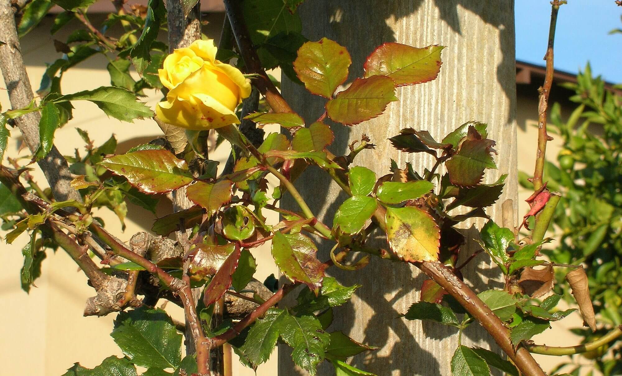 rose pruning - photo by Helen Krayenhoff