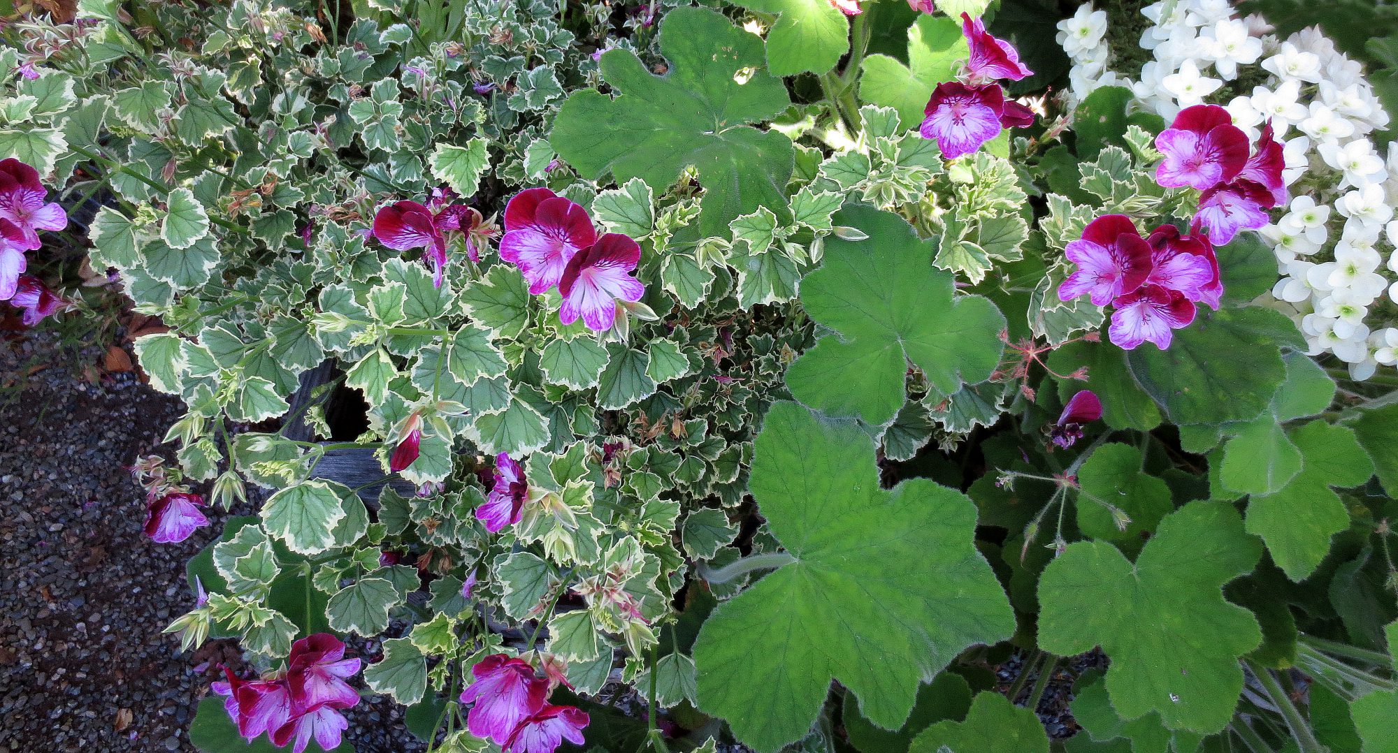 scentedgeraniums Berkeley Horticultural Nursery Berkeley