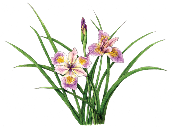 Iris pacific coast hybrid - Illustration by Helen Krayenhoff
