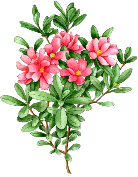 Azalea Camellia - Illustration by Helen Krayenhoff