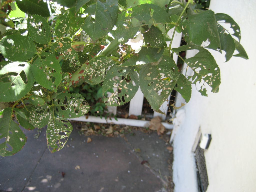 leaf-eating-insects-berkeley-horticultural-nursery-berkeley