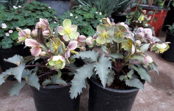 Helleborus orientalis hybrids - Photo by Helen Krayenhoff