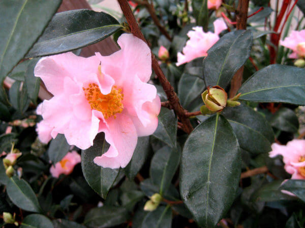 camellias - Photo by Helen Krayenhoff
