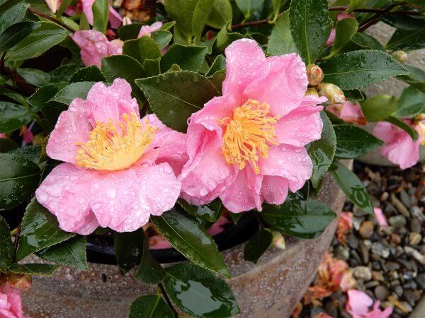 camellias - photo by Helen Krayenhoff