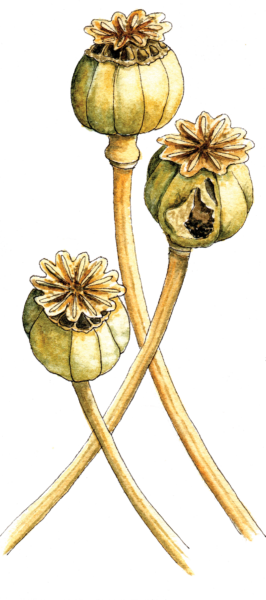 poppy seed pods