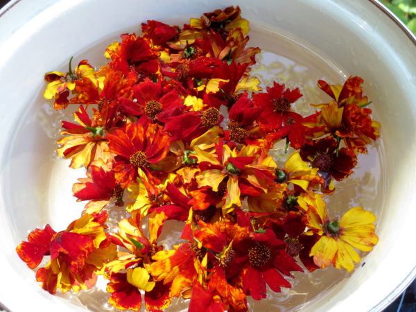 Natural dye from coreopsis by Helen Krayenhoff