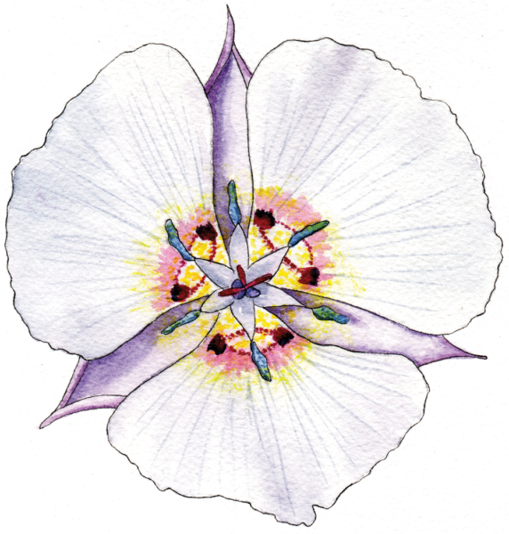 Mariposa Lily - Illustration by Helen Krayenhoff