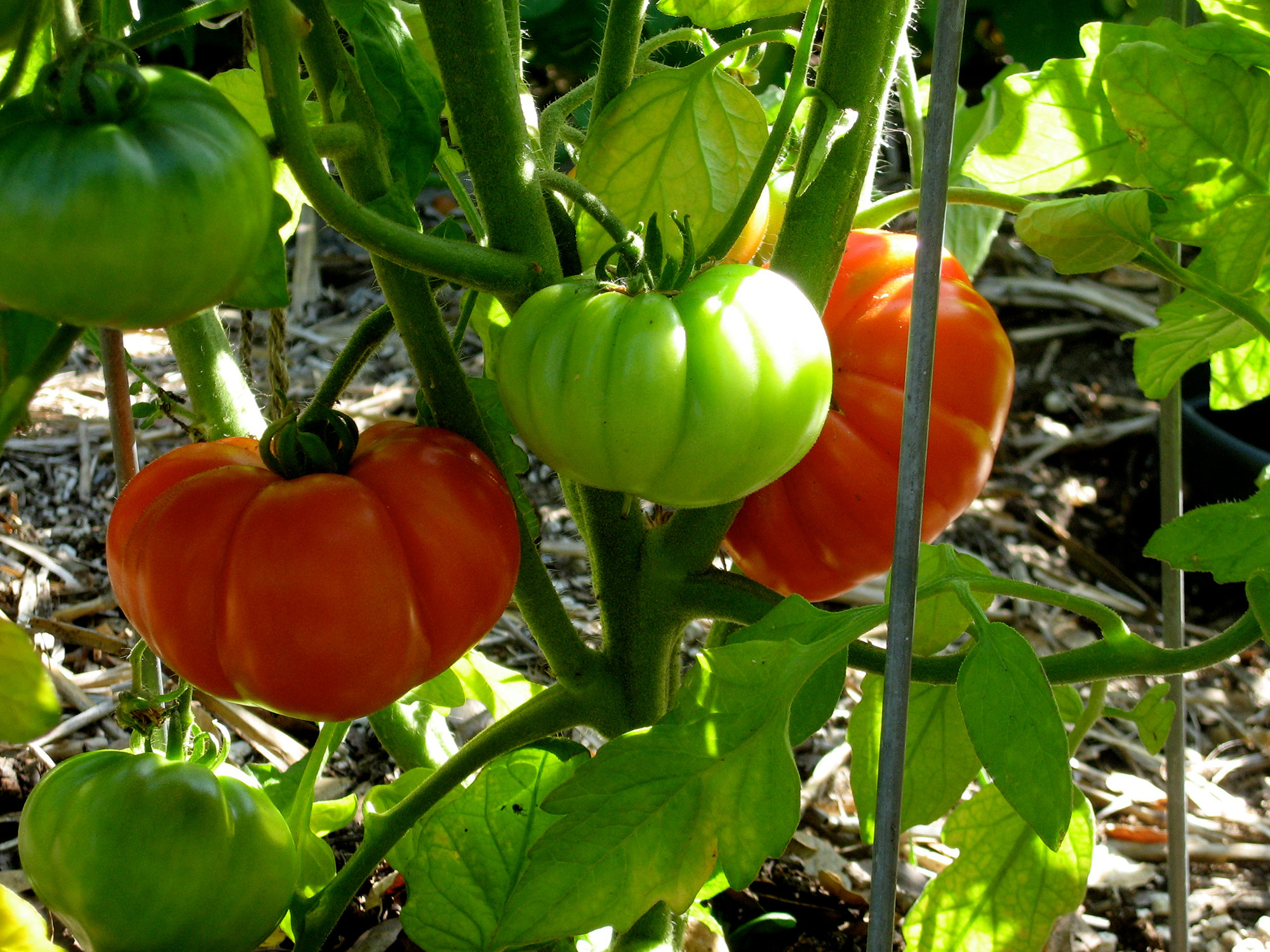 Costaluto Genovese tomato - Photo by Helen Krayenhoff