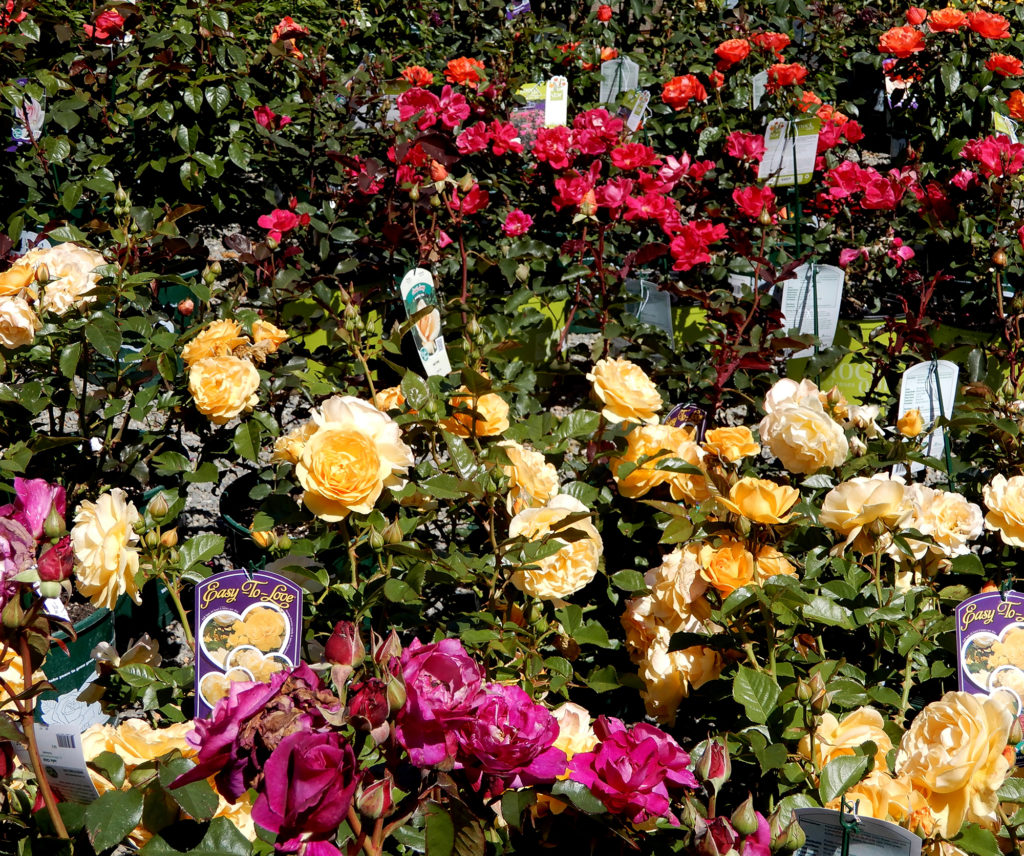 Roses Berkeley Horticultural Nursery Berkeley Horticultural Nursery