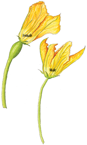 squash flower Female Male - Illustration by Helen Krayenhoff