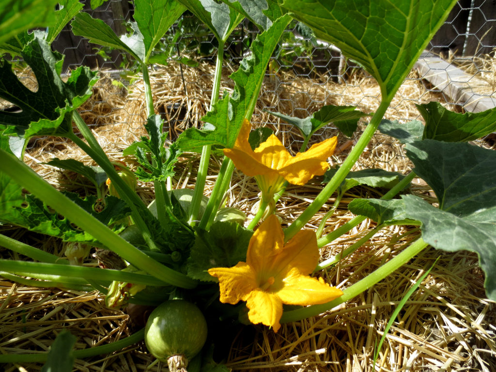 squashflowers Berkeley Horticultural Nursery Berkeley Horticultural