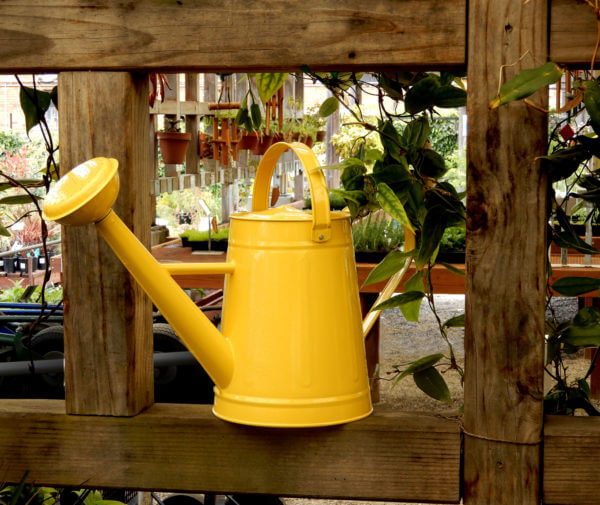 watering cans - Photo by Helen Krayenhoff