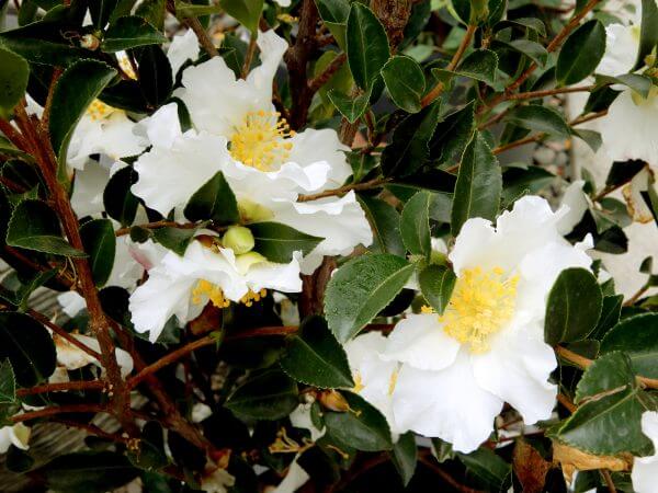 Camellias - Photo by Helen Krayenhoff