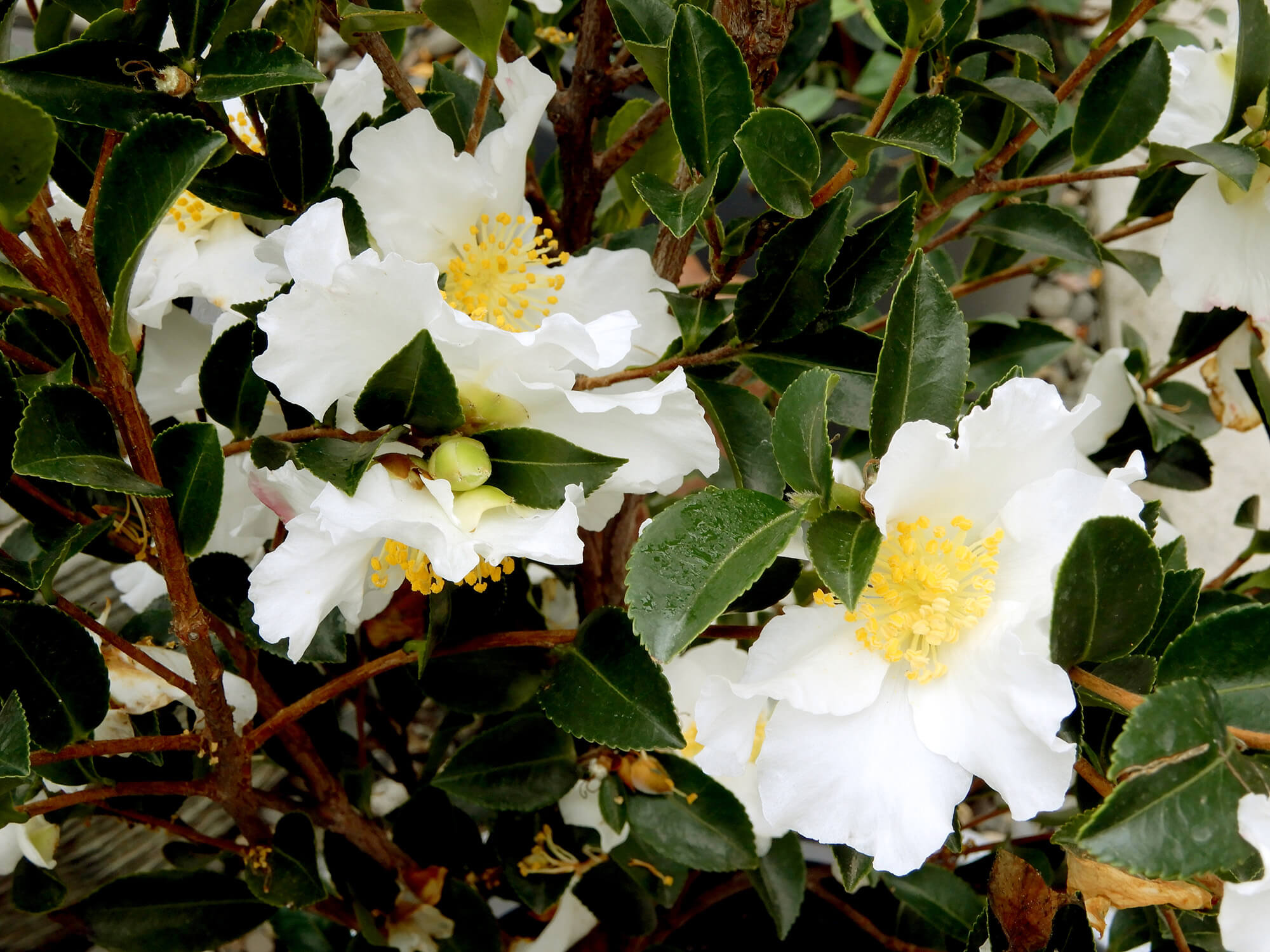 camellias - Berkeley Horticultural Nursery Berkeley Horticultural Nursery