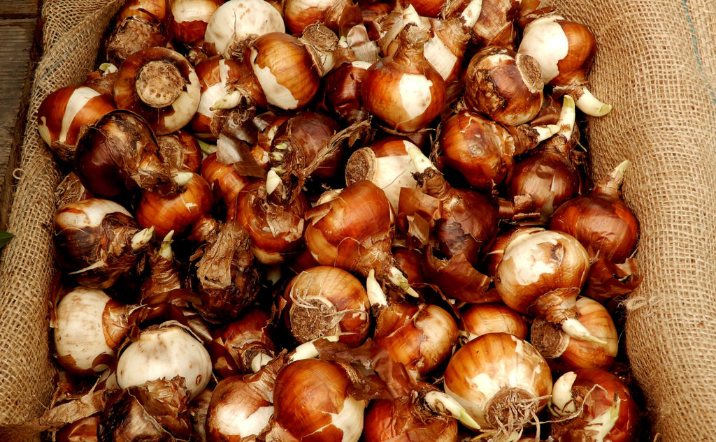 paperwhitebulbs Berkeley Horticultural Nursery Berkeley