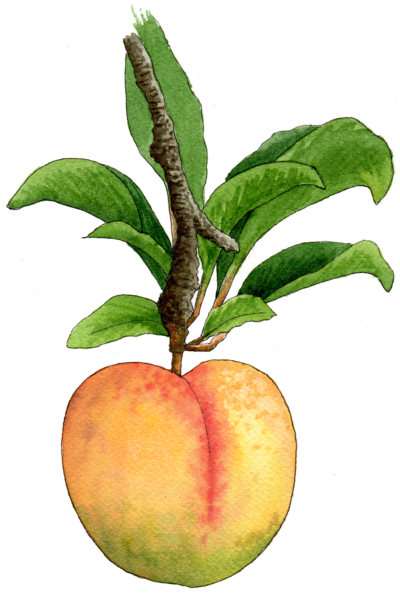 Peach - Illustration by Helen Krayenhoff