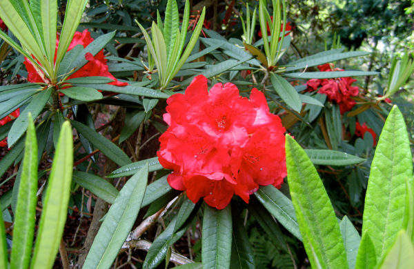 Rhododendron - Photo by Helen Krayenhoff