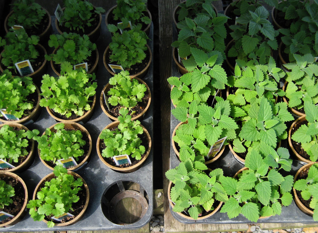 herbs Berkeley Horticultural Nursery Berkeley Horticultural Nursery