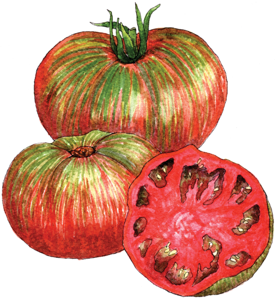 Pink Berkeley Tie Dye Tomato - Illustration by Helen Krayenhoff