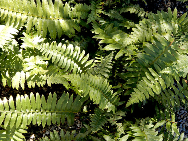 polystichum - Berkeley Horticultural Nursery Berkeley Horticultural Nursery