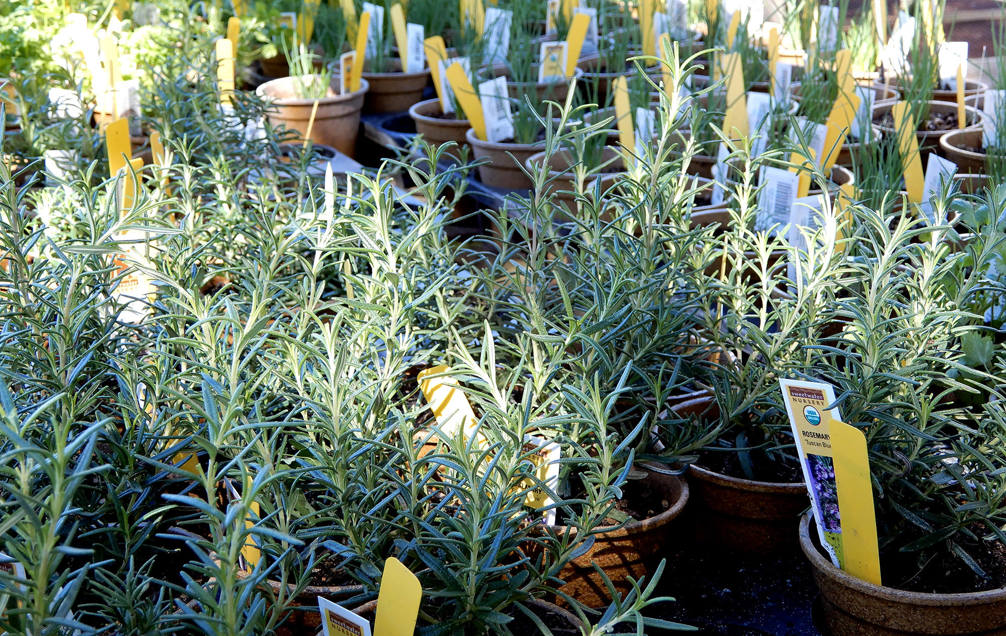 Rosemary - Photo by Helen Krayenhoff