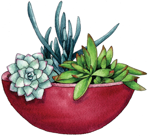 Succulent Bowl - Illustration by Helen Krayenhoff