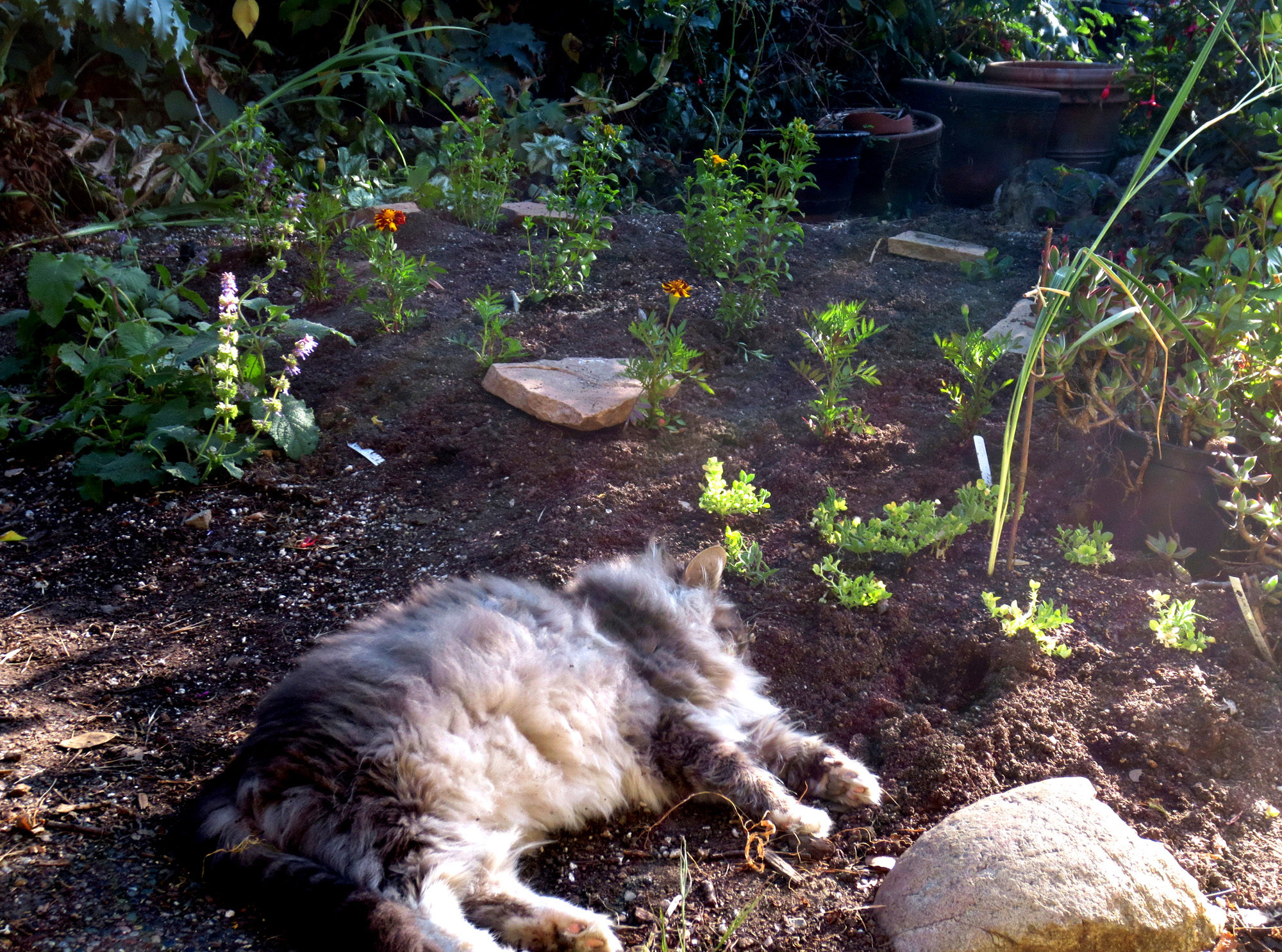 Cat in the garden - Photo by Helen Krayenhoff