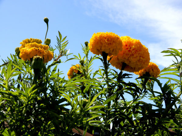 marigolds - Photo by Helen Krayenhoff