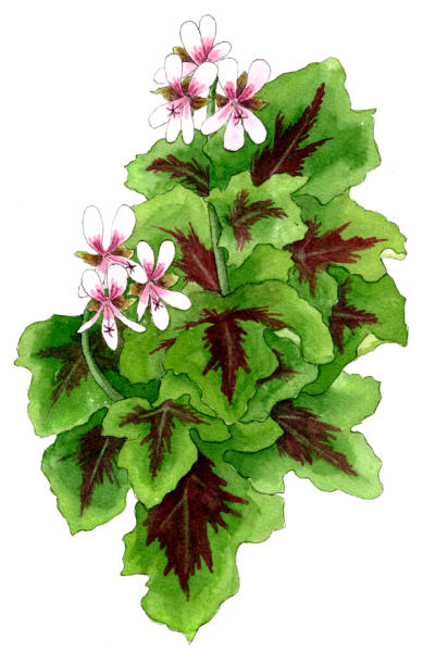 Chocolate Mint Pelargonium - Illustration by Helen Krayenhoff