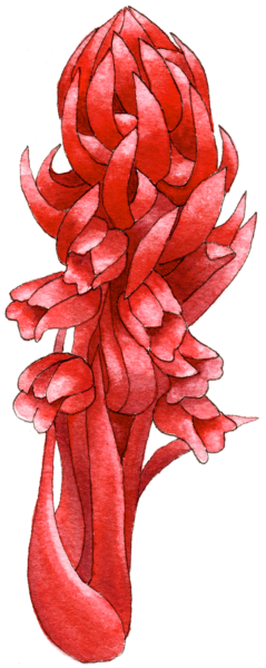 Snow plant Sarcodes sanguinea - Illustration by Helen Krayenhoff