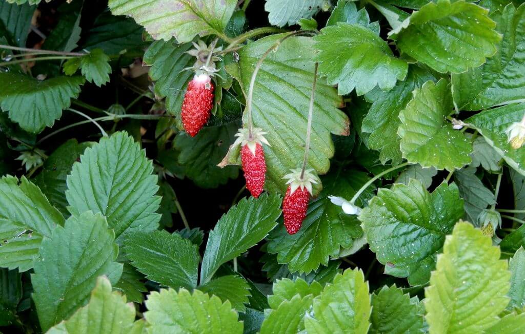 alpine strawberries Berkeley Horticultural Nursery Berkeley