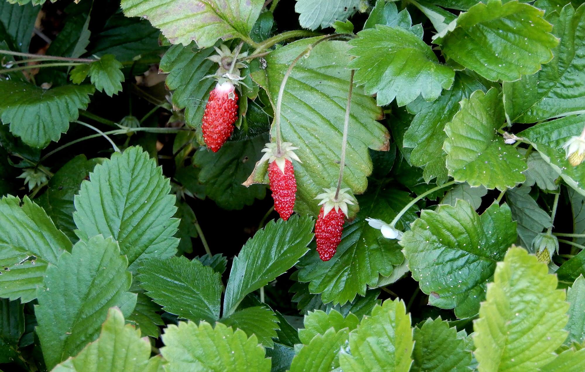 alpine strawberries - Photo by Helen Krayenhoff