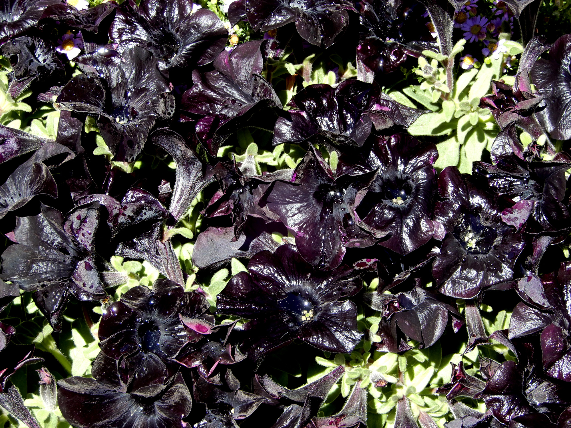 black petunias - Photo by Helen Krayenhoff