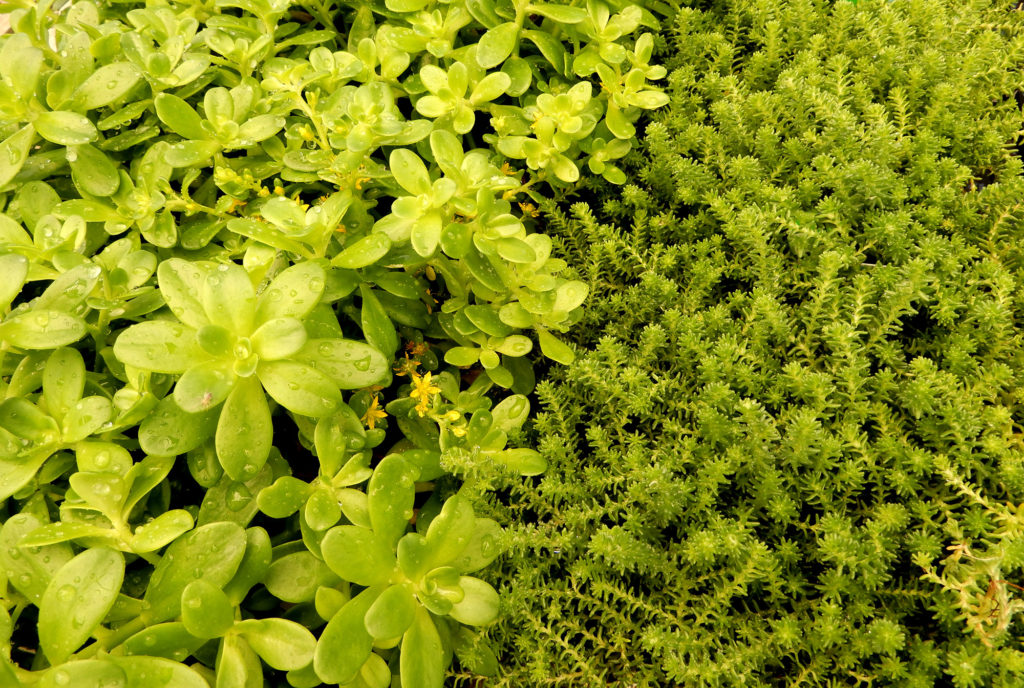 Groundcovers - Berkeley Horticultural Nursery Berkeley Horticultural ...