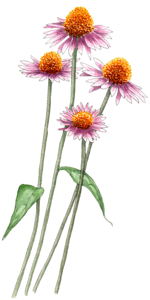 echinacea - Illustration by Helen Krayenhoff