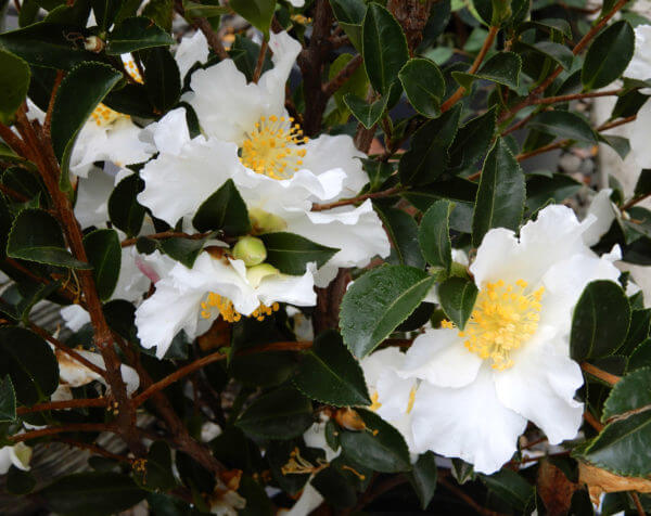 camellia sasanqua - photo by Helen Krayenhoff