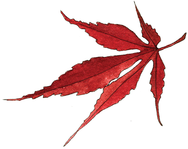 red maple leaf - Illustration by Helen Krayenhoff