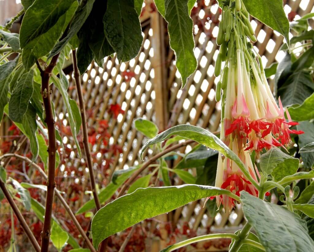 Fuchsia boliviana alba Berkeley Horticultural Nursery Berkeley
