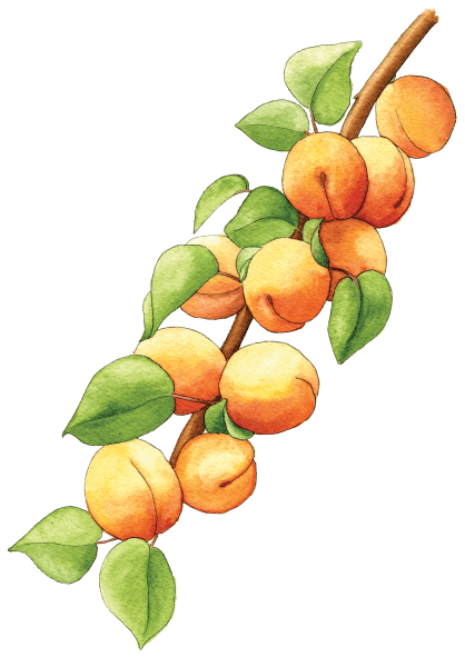 apricot branch - Illustration by Helen Krayenhoff