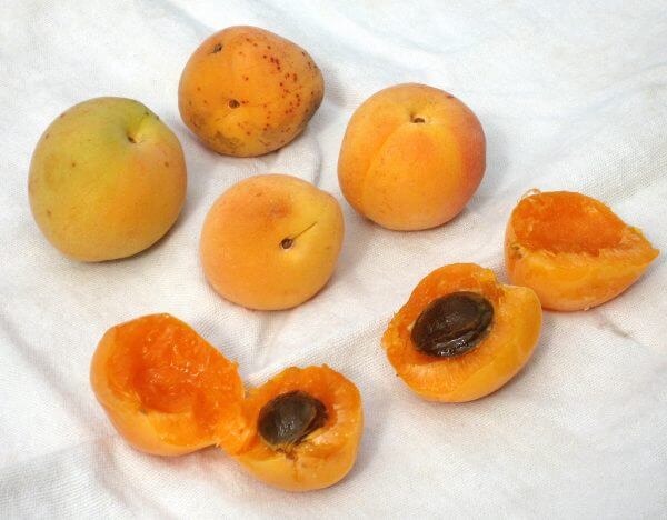 apricots - Photo by Helen Krayenhoff