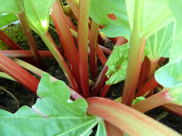 rhubarb - Photo by Helen Krayenhoff