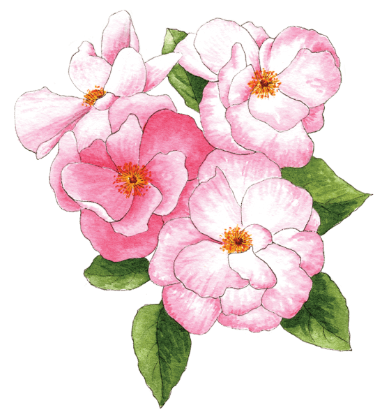 Pink-roses - Illustration by Helen Krayenhoff